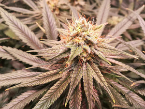 Semillas Feminizadas SWISS DREAM CBD (KANNABIA) FEMINIZADA de la marca Kannabia a la venta en  Grow Shop Colombia. Tambien tenemos semillas de marihuana para cultivo de marihuana, ademas tenemos imágenes de marihuana.
