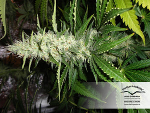 Semillas Feminizadas CRITICAL ORANGE PUNCH (DUTCH PASSION) FEMINIZADA de la marca Dutch Passion a la venta en  Grow Shop Colombia. Tambien tenemos semillas de marihuana para cultivo de marihuana, ademas tenemos imágenes de marihuana.