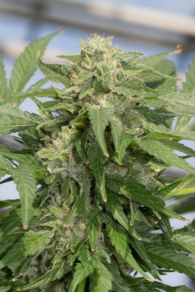 Crypto Auto - Semillas de marihuana - Grow Shop Colombia