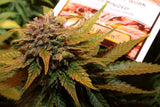 Semillas Feminizadas NIGHT QUEEN (DUTCH PASSION) FEMINIZADA de la marca Dutch Passion a la venta en  Grow Shop Colombia. Tambien tenemos semillas de marihuana para cultivo de marihuana, ademas tenemos imágenes de marihuana.