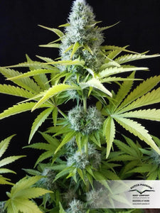 Semillas Feminizadas OUTLAW AMNESIA (DUTCH PASSION) FEMINIZADA de la marca Dutch Passion a la venta en  Grow Shop Colombia. Tambien tenemos semillas de marihuana para cultivo de marihuana, ademas tenemos imágenes de marihuana.