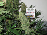 Semillas Feminizadas POWER PLANT (DUTCH PASSION) FEMINIZADA de la marca Dutch Passion a la venta en  Grow Shop Colombia. Tambien tenemos semillas de marihuana para cultivo de marihuana, ademas tenemos imágenes de marihuana.