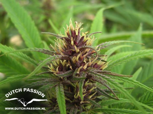 Semillas Feminizadas PURPLE #1 (DUTCH PASSION) FEMINIZADA de la marca Dutch Passion a la venta en  Grow Shop Colombia. Tambien tenemos semillas de marihuana para cultivo de marihuana, ademas tenemos imágenes de marihuana.