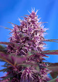 Semillas Feminizadas RED POISON AUTO (SWEET SEEDS) FEMINIZADA AUTOFLORECIENTE de la marca Sweet Seeds a la venta en  Grow Shop Colombia. Tambien tenemos semillas de marihuana para cultivo de marihuana, ademas tenemos imágenes de marihuana.