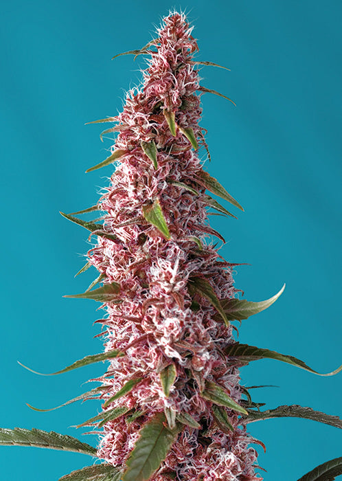 Semillas Feminizadas RED PURE CBD AUTO (SWEET SEEDS) FEMINIZADA AUTOFLORECIENTE de la marca Sweet Seeds a la venta en  Grow Shop Colombia. Tambien tenemos semillas de marihuana para cultivo de marihuana, ademas tenemos imágenes de marihuana.