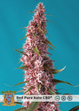 Semillas Feminizadas RED PURE CBD AUTO (SWEET SEEDS) FEMINIZADA AUTOFLORECIENTE de la marca Sweet Seeds a la venta en  Grow Shop Colombia. Tambien tenemos semillas de marihuana para cultivo de marihuana, ademas tenemos imágenes de marihuana.