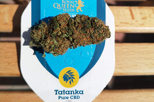 Semillas Feminizadas TATANKA PURE CBD (ROYAL QUEEN SEEDS) FEMINIZADA de la marca Royal Queen Seeds a la venta en  Grow Shop Colombia. Tambien tenemos semillas de marihuana para cultivo de marihuana, ademas tenemos imágenes de marihuana.