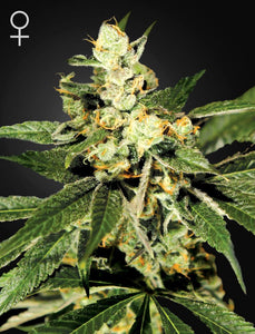 Semillas Feminizadas TRAINWRECK (GREEN HOUSE SEEDS) FEMINIZADA de la marca Green House Seeds a la venta en  Grow Shop Colombia. Tambien tenemos semillas de marihuana para cultivo de marihuana, ademas tenemos imágenes de marihuana.