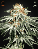 Semillas Feminizadas WHITE WIDOW (GREEN HOUSE SEEDS) FEMINIZADA de la marca Green House Seed CO a la venta en  Grow Shop Colombia. Tambien tenemos semillas de marihuana para cultivo de marihuana, ademas tenemos imágenes de marihuana.