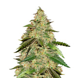 Semillas Feminizadas BIG BUD (SEEDSTOCKERS) FEMINIZADA de la marca Seedstockers a la venta en  Grow Shop Colombia. Tambien tenemos semillas de marihuana para cultivo de marihuana, ademas tenemos imágenes de marihuana.