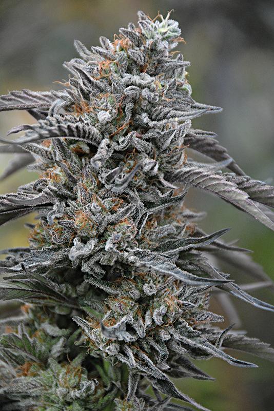 Semillas Feminizadas BLACK D.O.G. (HUMBOLDT SEEDS) FEMINIZADA de la marca Humboldt Seeds a la venta en  Grow Shop Colombia. Tambien tenemos semillas de marihuana para cultivo de marihuana, ademas tenemos imágenes de marihuana.