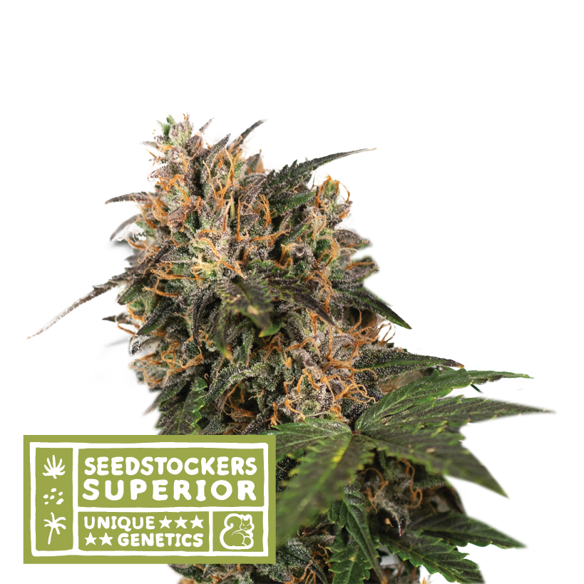 Semillas Feminizadas BLACKBERRY GUM (SEEDSTOCKERS) FEMINIZADA de la marca Seedstockers a la venta en  Grow Shop Colombia. Tambien tenemos semillas de marihuana para cultivo de marihuana, ademas tenemos imágenes de marihuana.