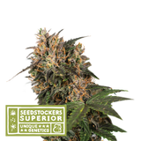 Semillas Feminizadas BLACKBERRY GUM (SEEDSTOCKERS) FEMINIZADA de la marca Seedstockers a la venta en  Grow Shop Colombia. Tambien tenemos semillas de marihuana para cultivo de marihuana, ademas tenemos imágenes de marihuana.