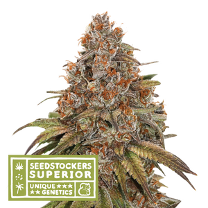 Semillas Feminizadas BLACKBERRY GUM (SEEDSTOCKERS) FEMINIZADA AUTOFLORECIENTE de la marca Seedstockers a la venta en  Grow Shop Colombia. Tambien tenemos semillas de marihuana para cultivo de marihuana, ademas tenemos imágenes de marihuana.