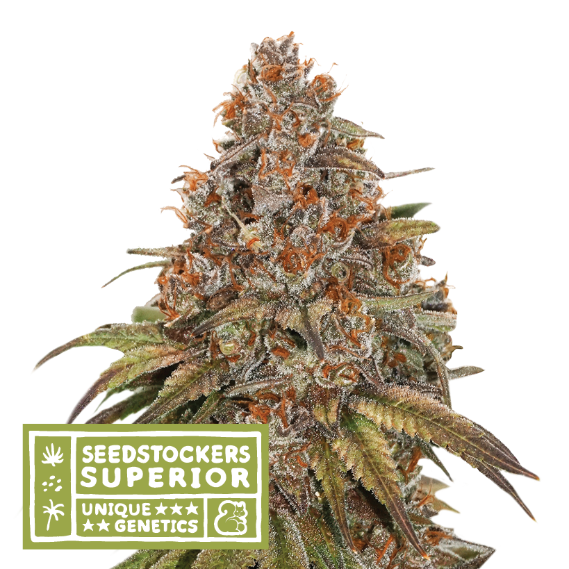 Semillas Feminizadas BLACKBERRY GUM (SEEDSTOCKERS) FEMINIZADA AUTOFLORECIENTE de la marca Seedstockers a la venta en  Grow Shop Colombia. Tambien tenemos semillas de marihuana para cultivo de marihuana, ademas tenemos imágenes de marihuana.