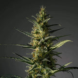 Semillas Feminizadas CANDIDA (CD-1) (MEDICAL MARIJUANA GENETICS) FEMINIZADA de la marca Medical Marijuana Genetics a la venta en  Grow Shop Colombia. Tambien tenemos semillas de marihuana para cultivo de marihuana, ademas tenemos imágenes de marihuana.
