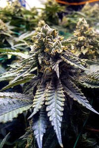 Semillas Feminizadas CHOCOLATE MINT OG (HUMBOLDT SEEDS) FEMINIZADA de la marca Humboldt Seeds a la venta en  Grow Shop Colombia. Tambien tenemos semillas de marihuana para cultivo de marihuana, ademas tenemos imágenes de marihuana.