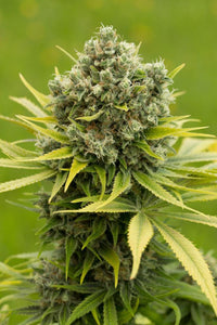 Semillas Feminizadas DINAMED CBD PLUS (DINAFEM) FEMINIZADA de la marca Dinafem Seeds a la venta en  Grow Shop Colombia. Tambien tenemos semillas de marihuana para cultivo de marihuana, ademas tenemos imágenes de marihuana.