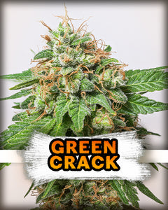 Semillas Feminizadas GREEN CRACK (SEEDSTOCKERS) FEMINIZADA de la marca Seedstockers a la venta en  Grow Shop Colombia. Tambien tenemos semillas de marihuana para cultivo de marihuana, ademas tenemos imágenes de marihuana.