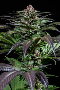 Semillas Feminizadas PURPS #1 (DINAFEM) FEMINIZADA de la marca Dinafem Seeds a la venta en  Grow Shop Colombia. Tambien tenemos semillas de marihuana para cultivo de marihuana, ademas tenemos imágenes de marihuana.