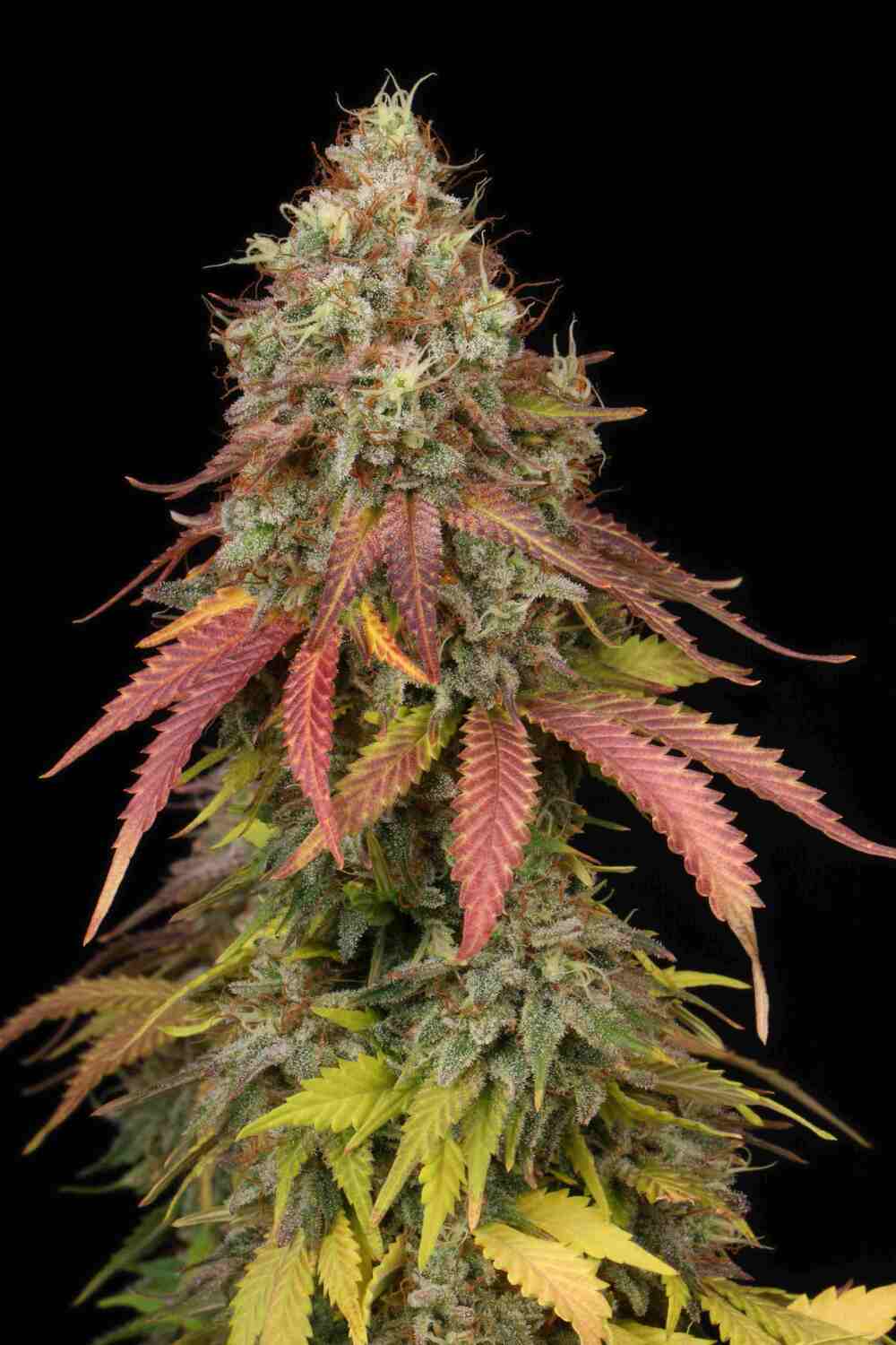 Semillas Feminizadas WHITE WIDOW (SEEDSTOCKERS) FEMINIZADA de la marca Seedstockers a la venta en  Grow Shop Colombia. Tambien tenemos semillas de marihuana para cultivo de marihuana, ademas tenemos imágenes de marihuana.