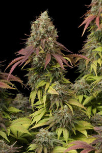 Semillas Feminizadas WHITE WIDOW (SEEDSTOCKERS) FEMINIZADA de la marca Seedstockers a la venta en  Grow Shop Colombia. Tambien tenemos semillas de marihuana para cultivo de marihuana, ademas tenemos imágenes de marihuana.