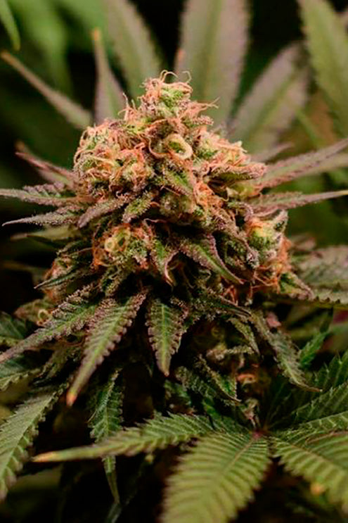 Semillas Feminizadas WHITE BERRY (FEMINIZADA) de la marca Grow Shop Colombia a la venta en  Grow Shop Colombia. Tambien tenemos semillas de marihuana para cultivo de marihuana, ademas tenemos imágenes de marihuana.